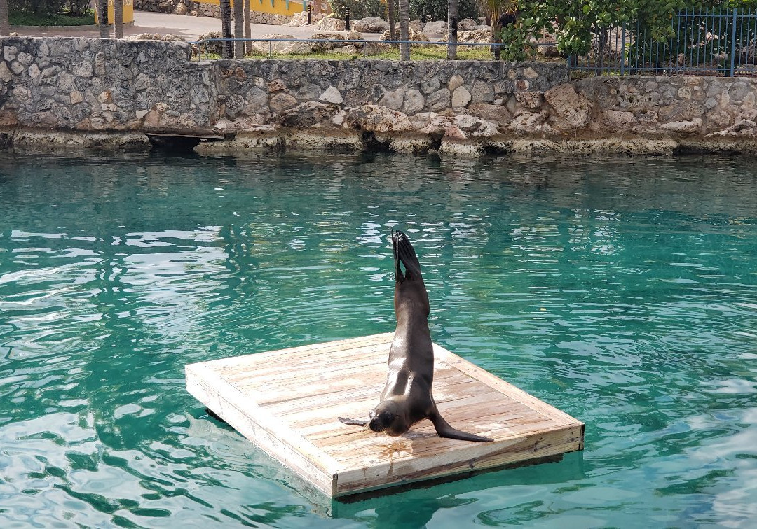 Curaçao Sea Aquarium景点图片