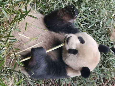 Reise Travel(YTS)-成都必去景点