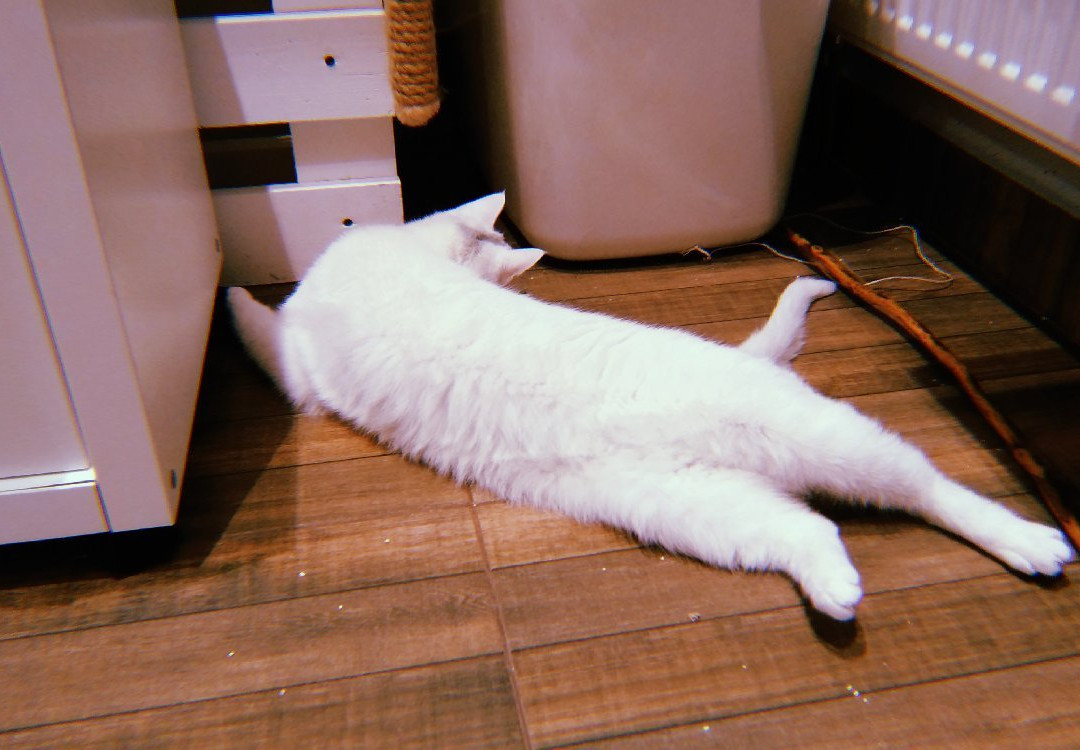 Cats City景点图片