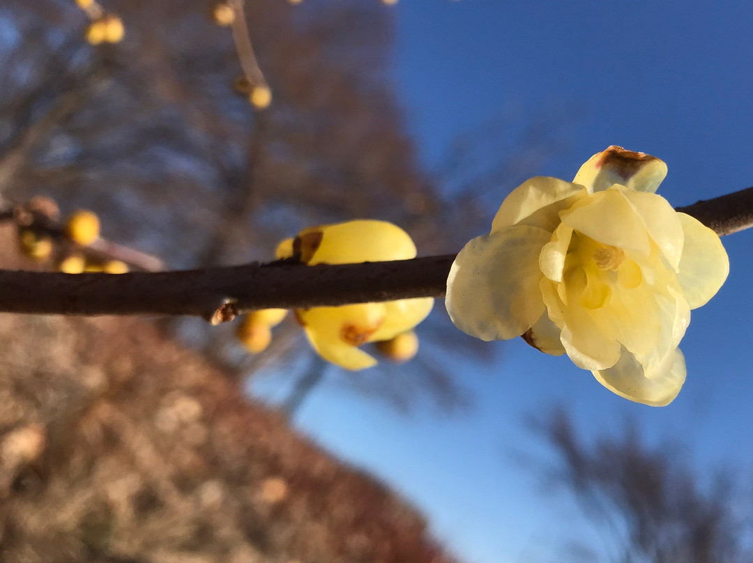 Minoyama Park-皆野町必去景点