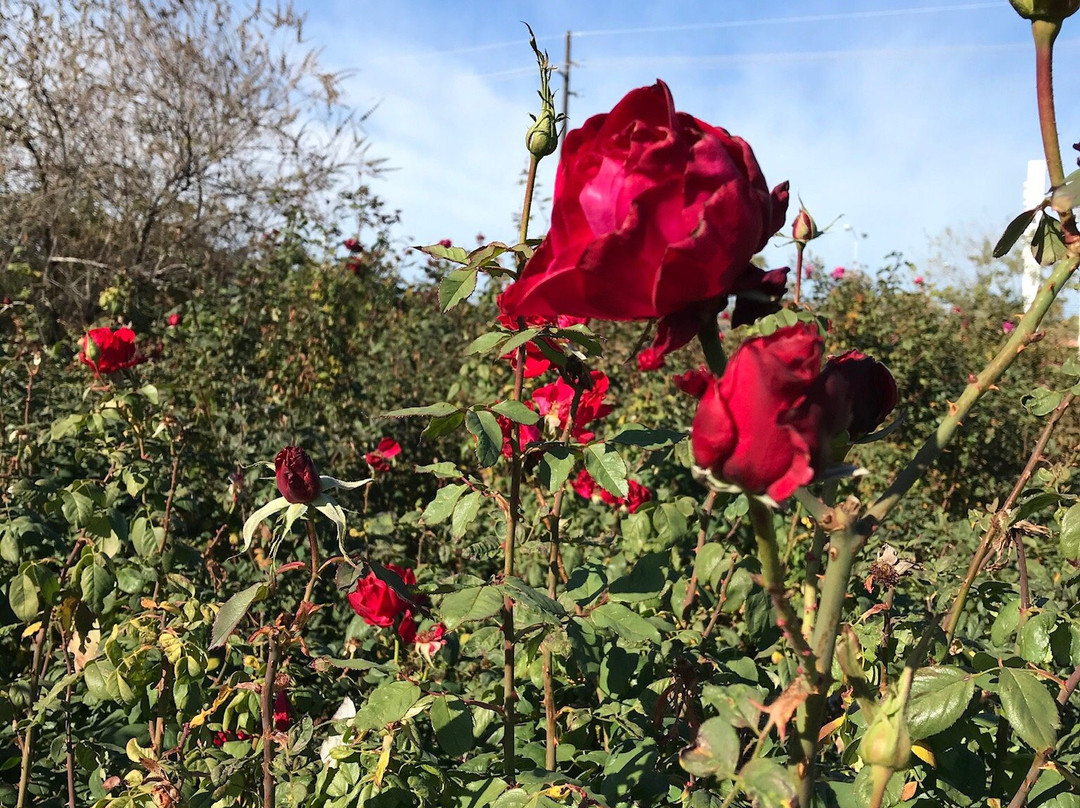 Rose Garden at Mesa Community College-梅萨必去景点