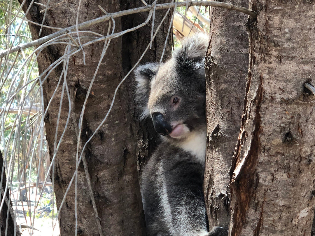 Hanson Bay Wildlife Sanctuary-Hanson Bay必去景点