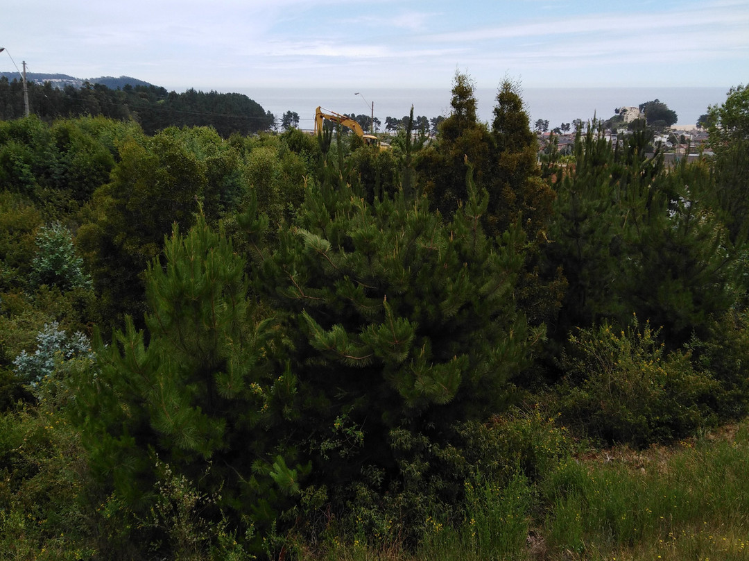 Playa de Pingueral-Dichato必去景点