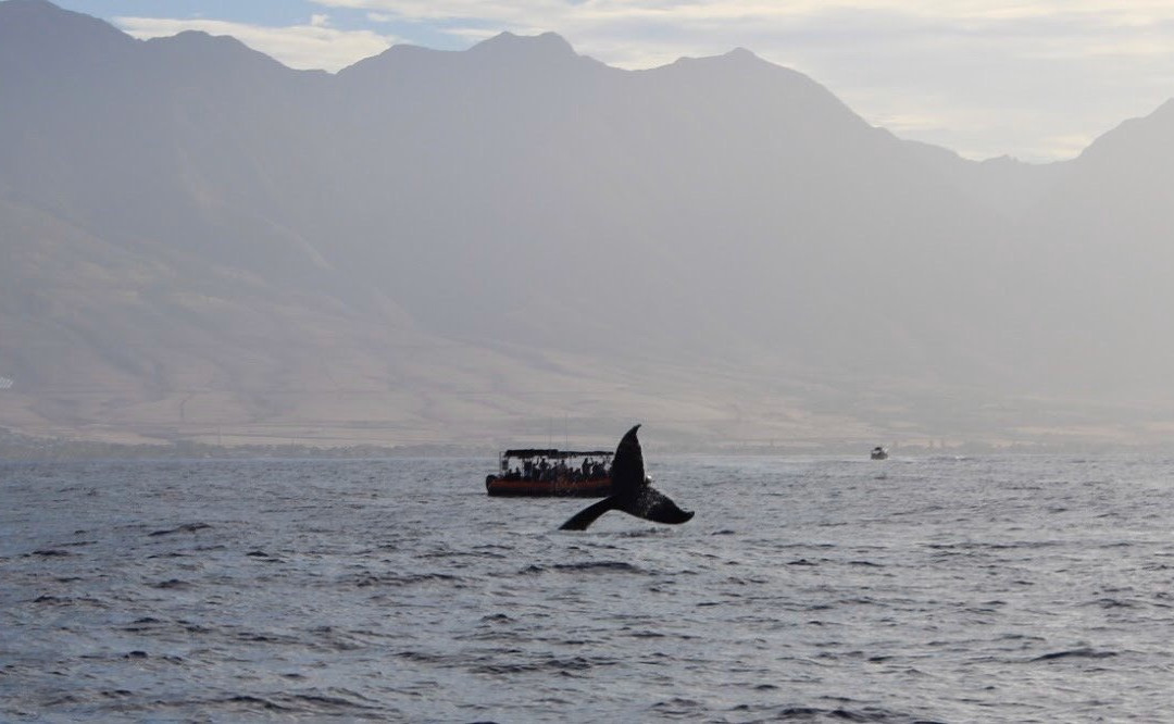 Blue Water Maui-拉海纳必去景点