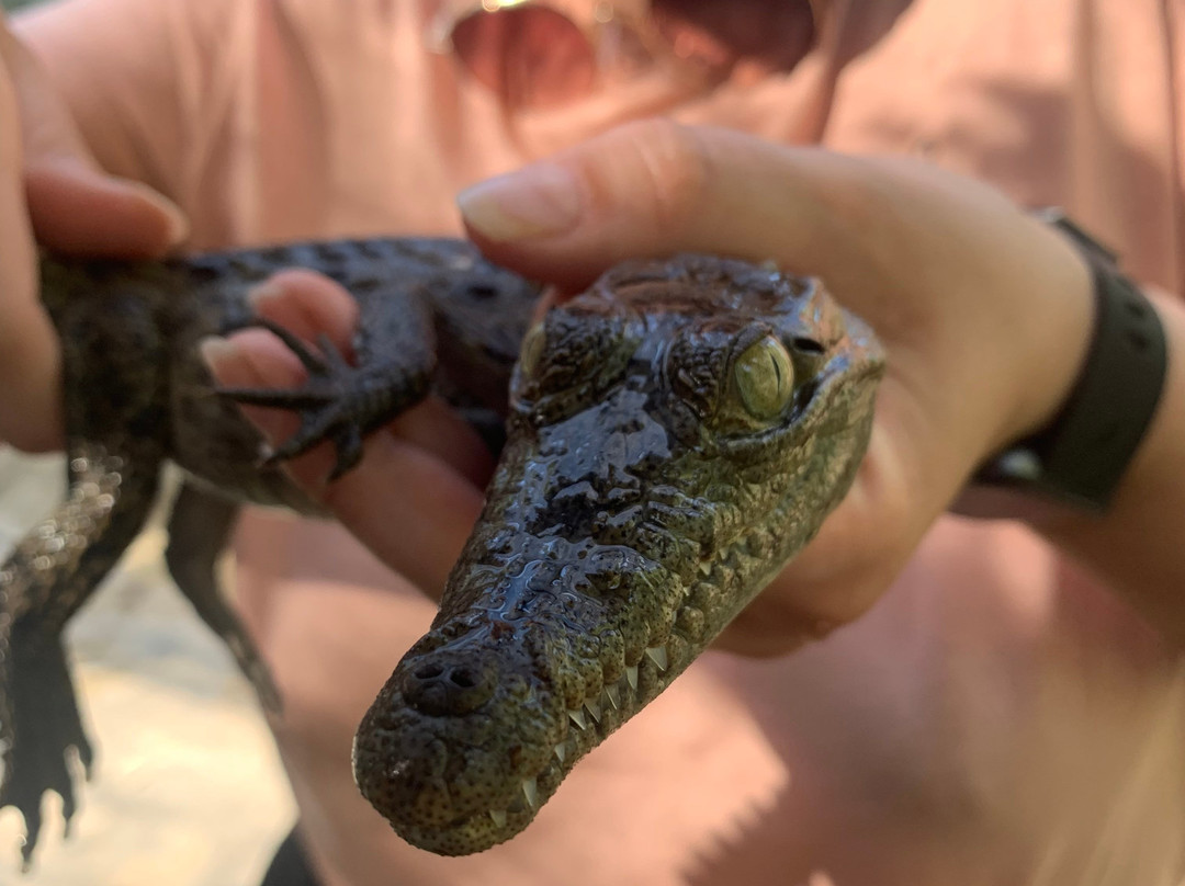 Jamaica Swamp Safari Village-法尔茅斯必去景点