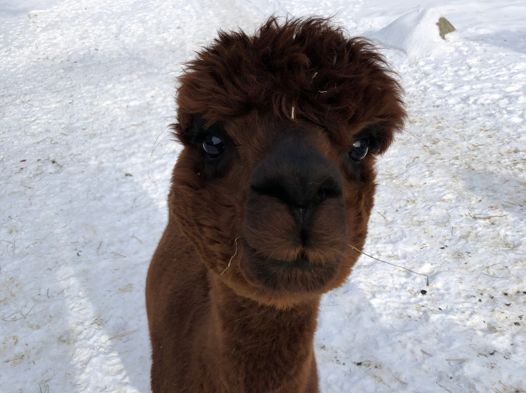 Harvard Alpaca Ranch-Harvard必去景点