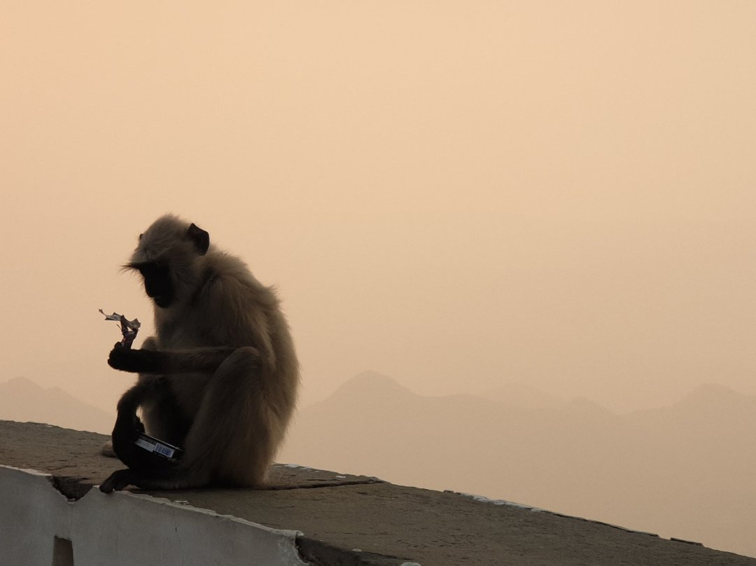 Sajjangarh Wildlife Sanctuary景点图片