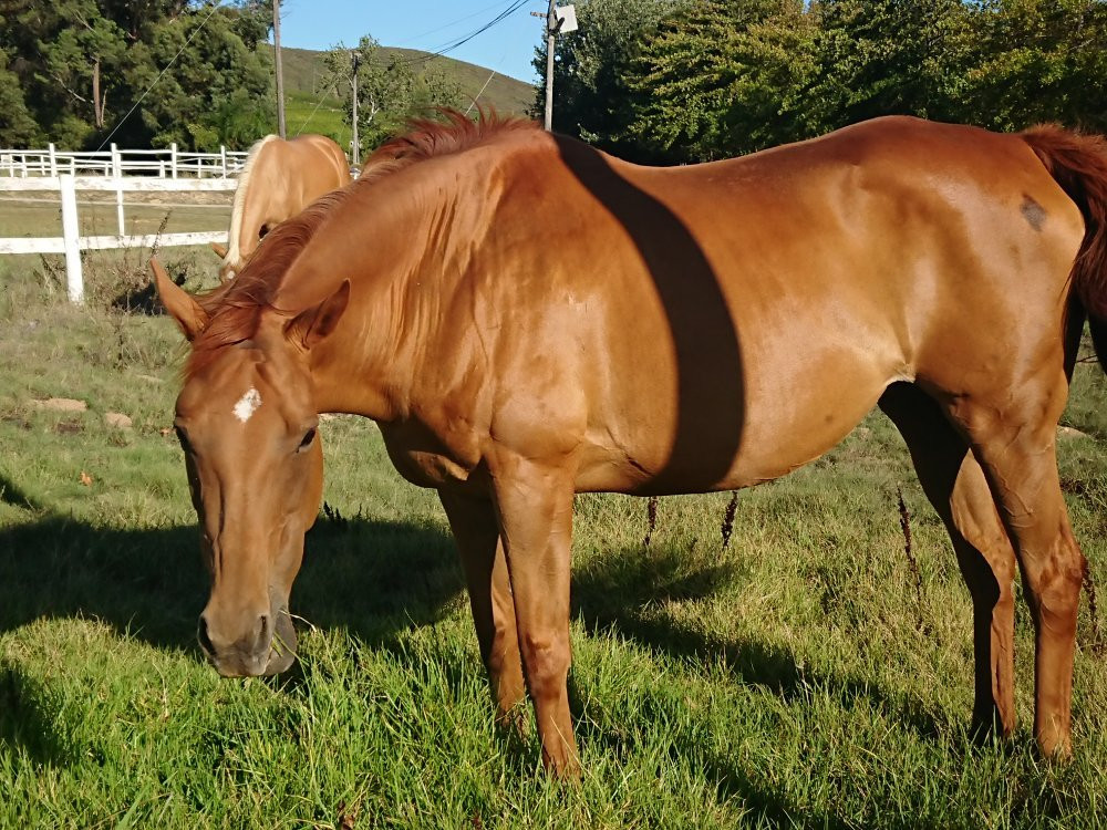 Eagles View Equestria at Klein Lanzerac-Elsenburg必去景点