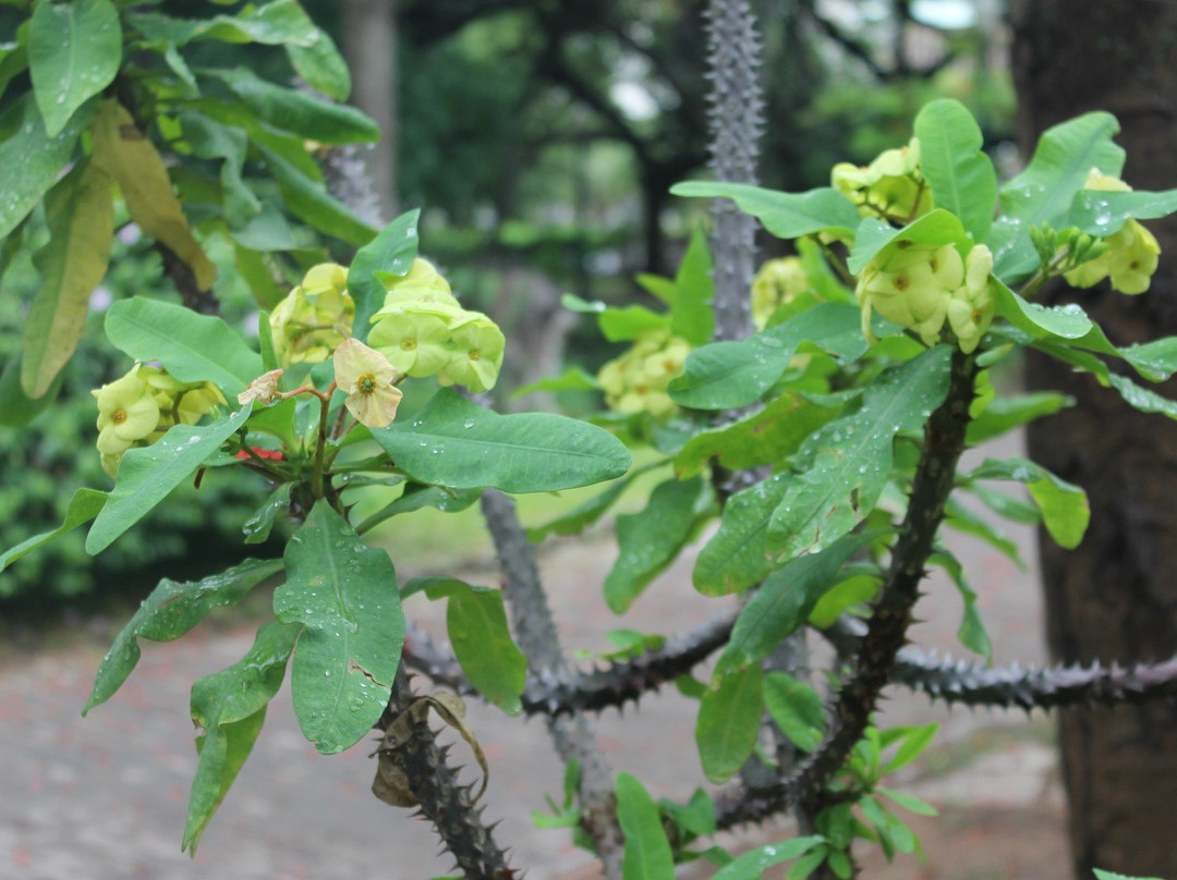Tunduru Botanical Gardens景点图片