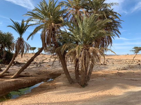 L'oasis Sacree-El Gouera必去景点