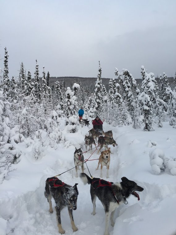 Friendly Arctic Adventures景点图片