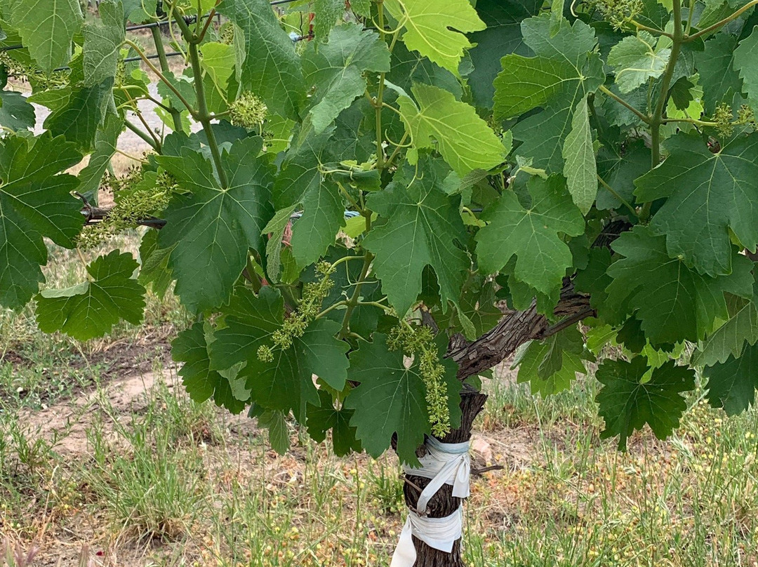 Whistler Wines-Marananga必去景点