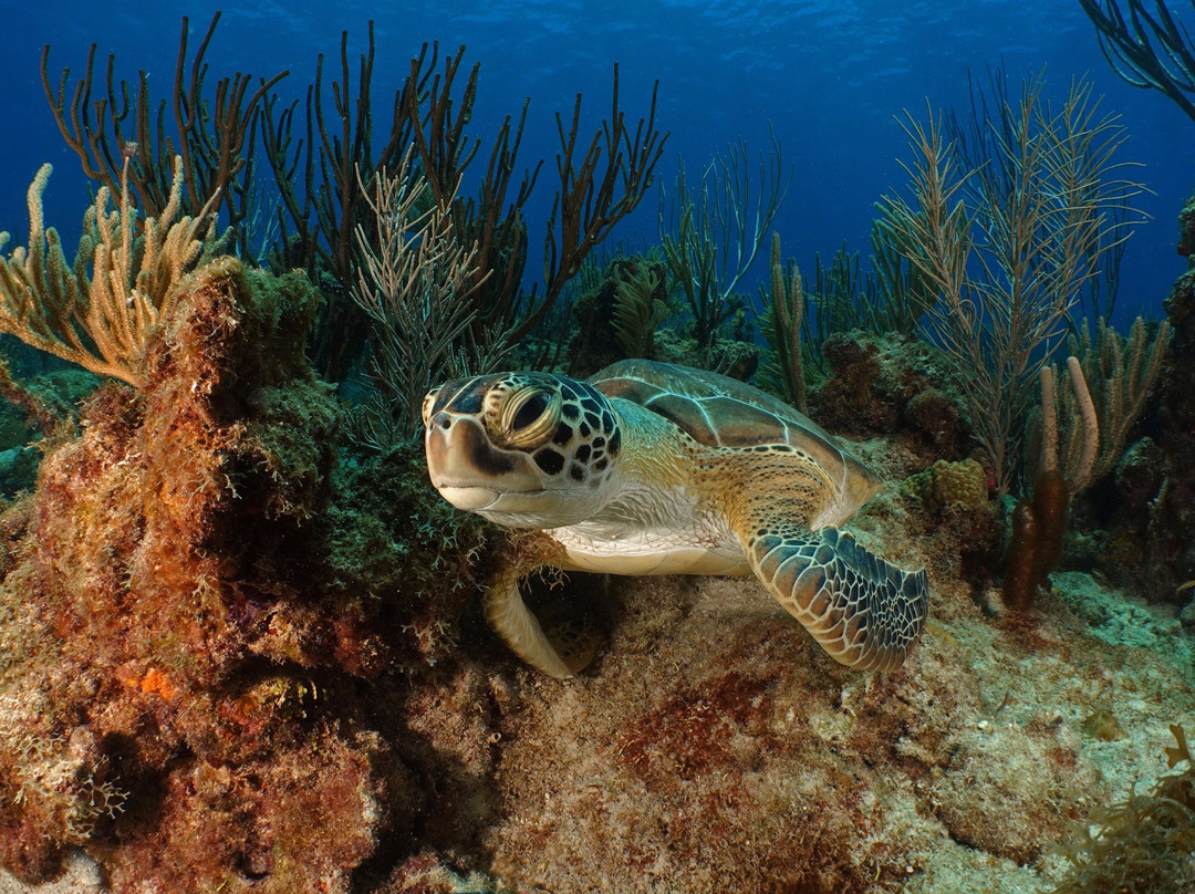 Sea Ventures Dive Center-法哈多必去景点