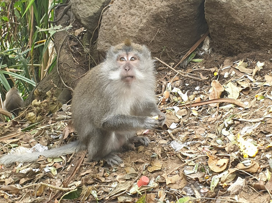 Rinjanimission-Senaru必去景点