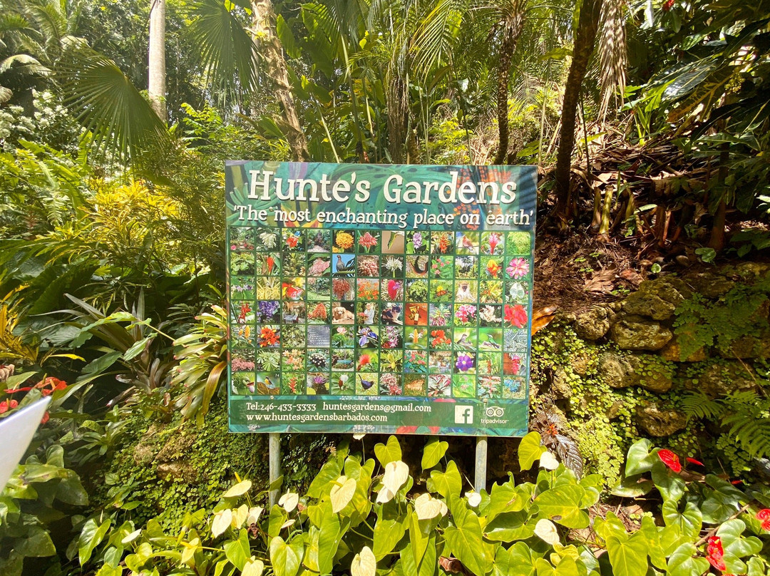 Hunte's Gardens景点图片