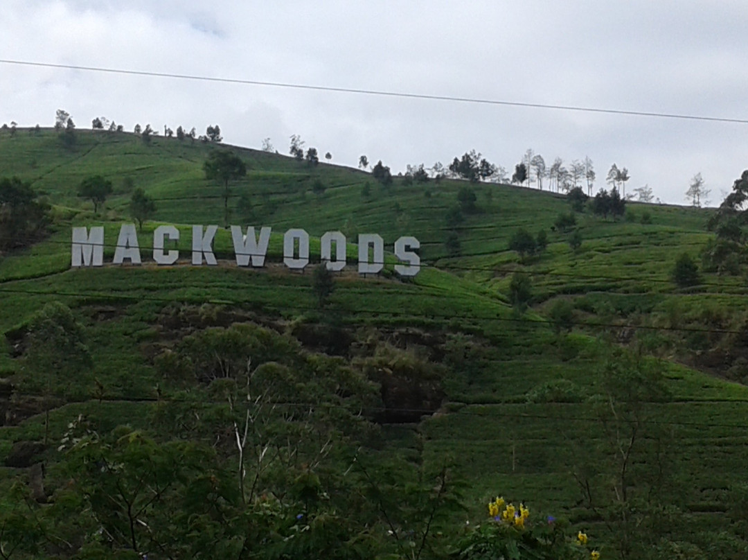 麦克伍兹茶工场-奴娃拉伊利雅必去景点