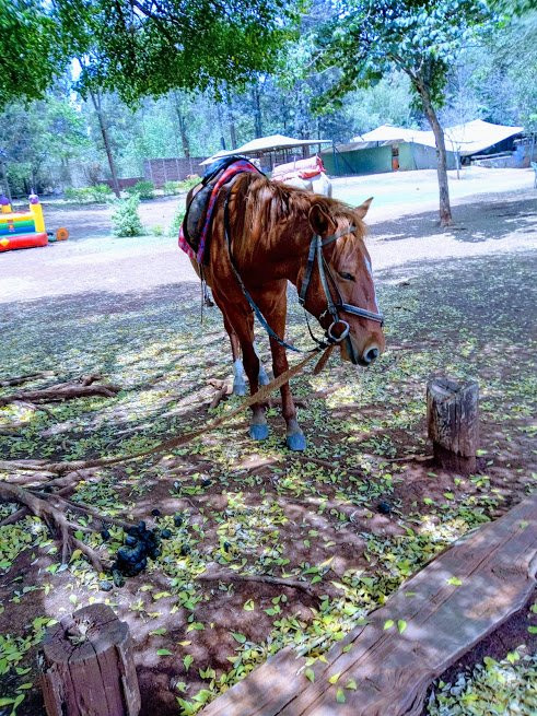 Nairobi Mamba Village-内罗毕必去景点