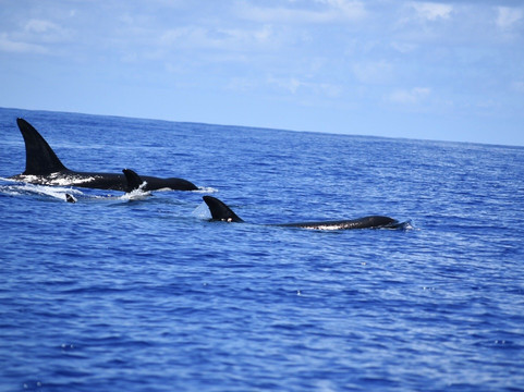 Tohora Bora Bora-瓦伊塔佩必去景点