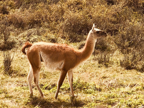 SOUTHROAD-埃尔卡拉法特必去景点