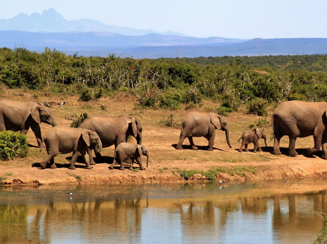 Pascal Safaris-迪亚尼必去景点