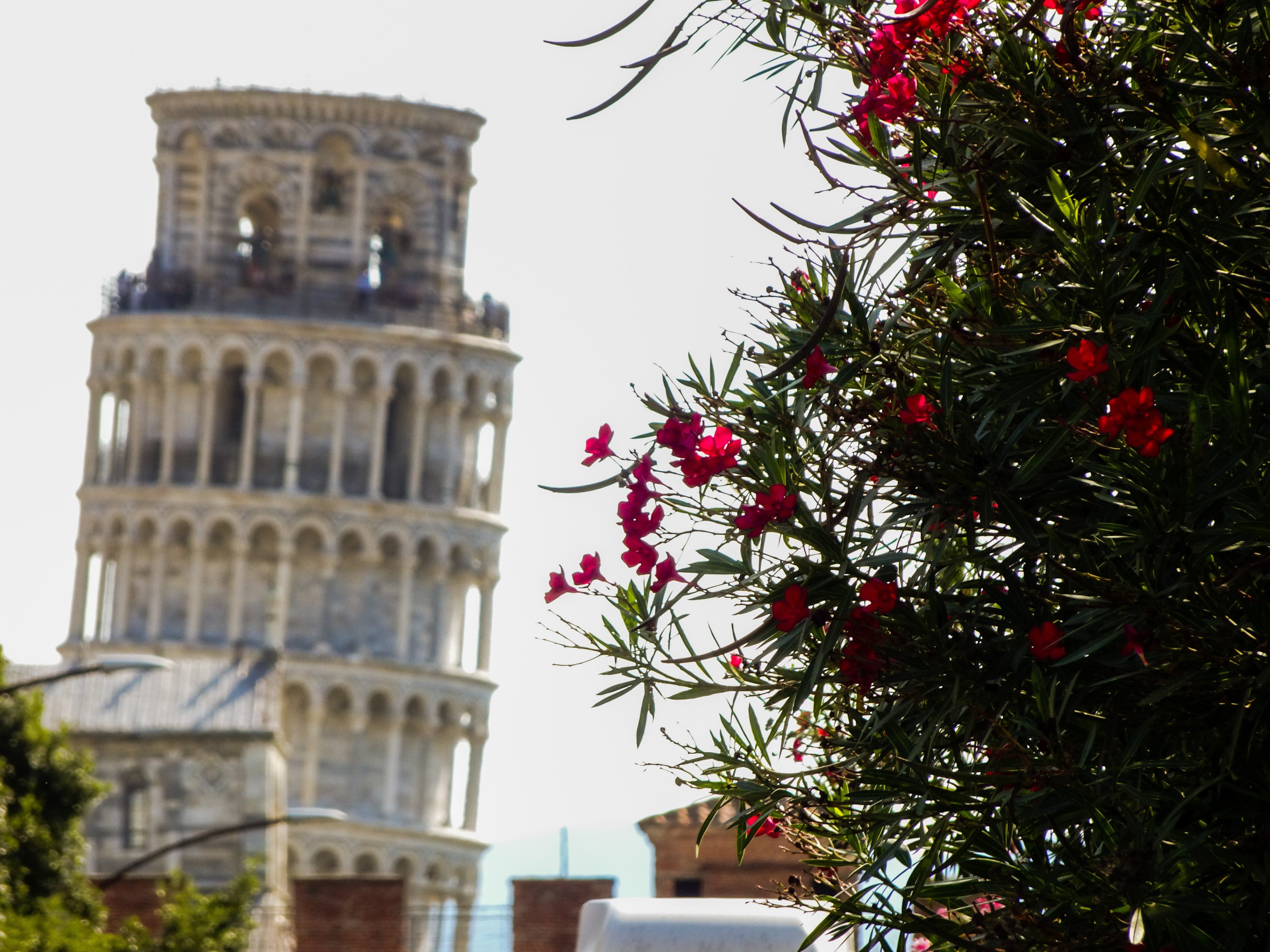 Hotel Pisa Tower-酒店景观