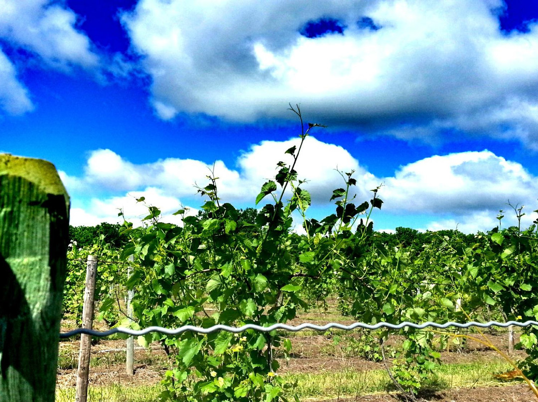 Cayuga Lake Wine Trail景点图片