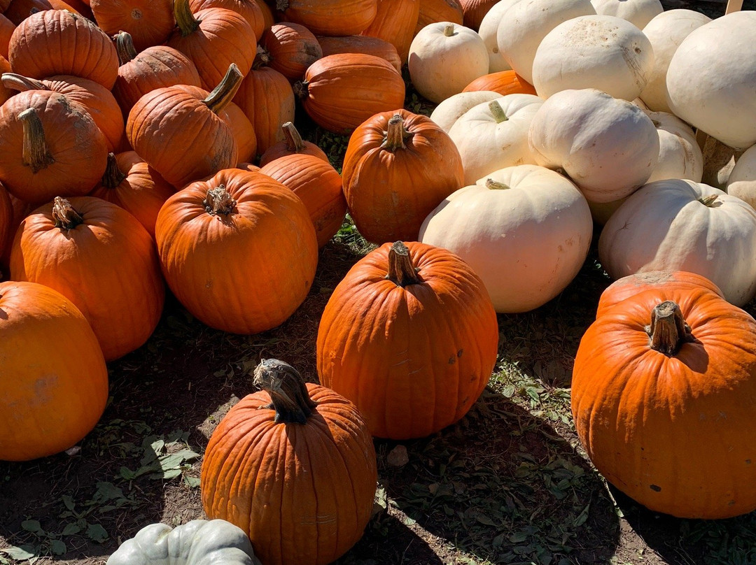 Beasley's Orchard and Gardens-Danville必去景点