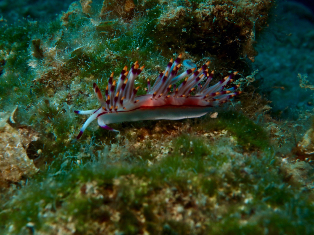 Mediterranean View Diving Center景点图片