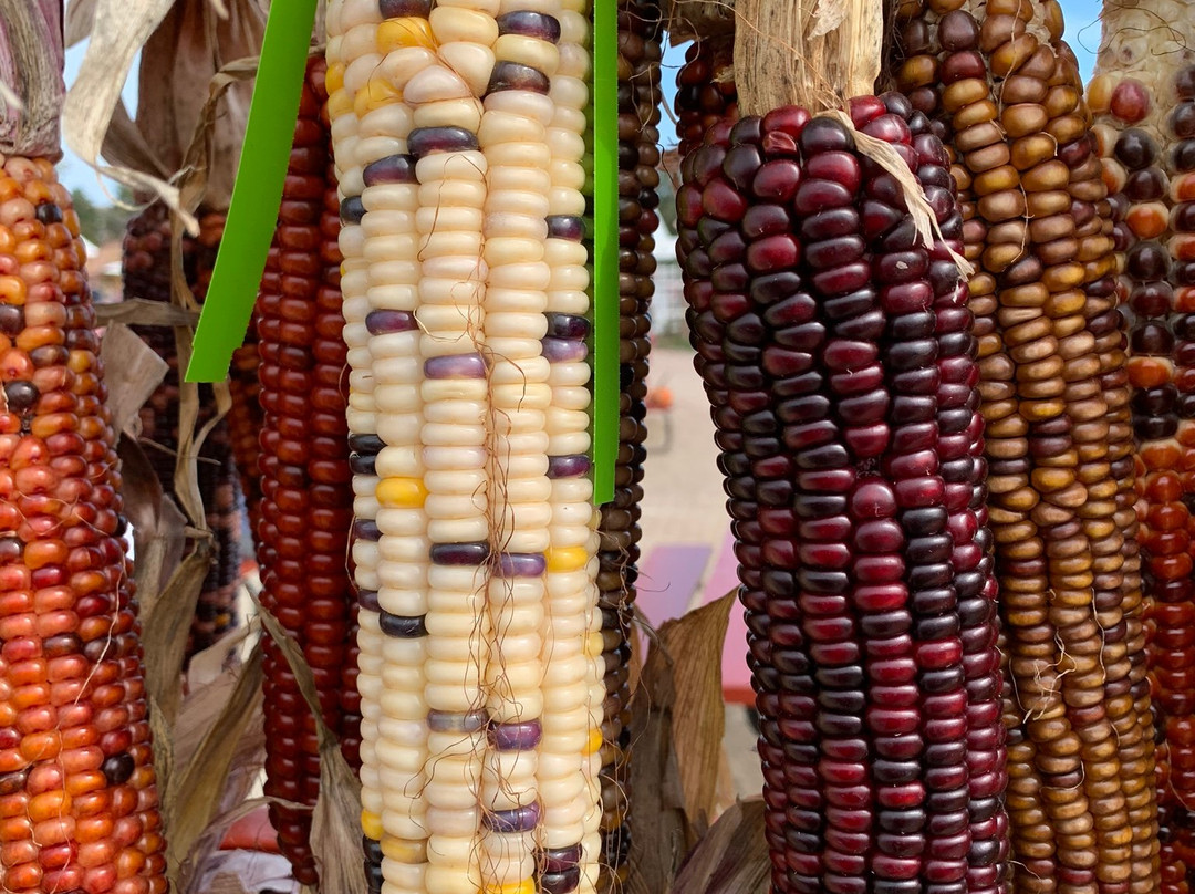 Goebbert's Farm - South Barrington-South Barrington必去景点