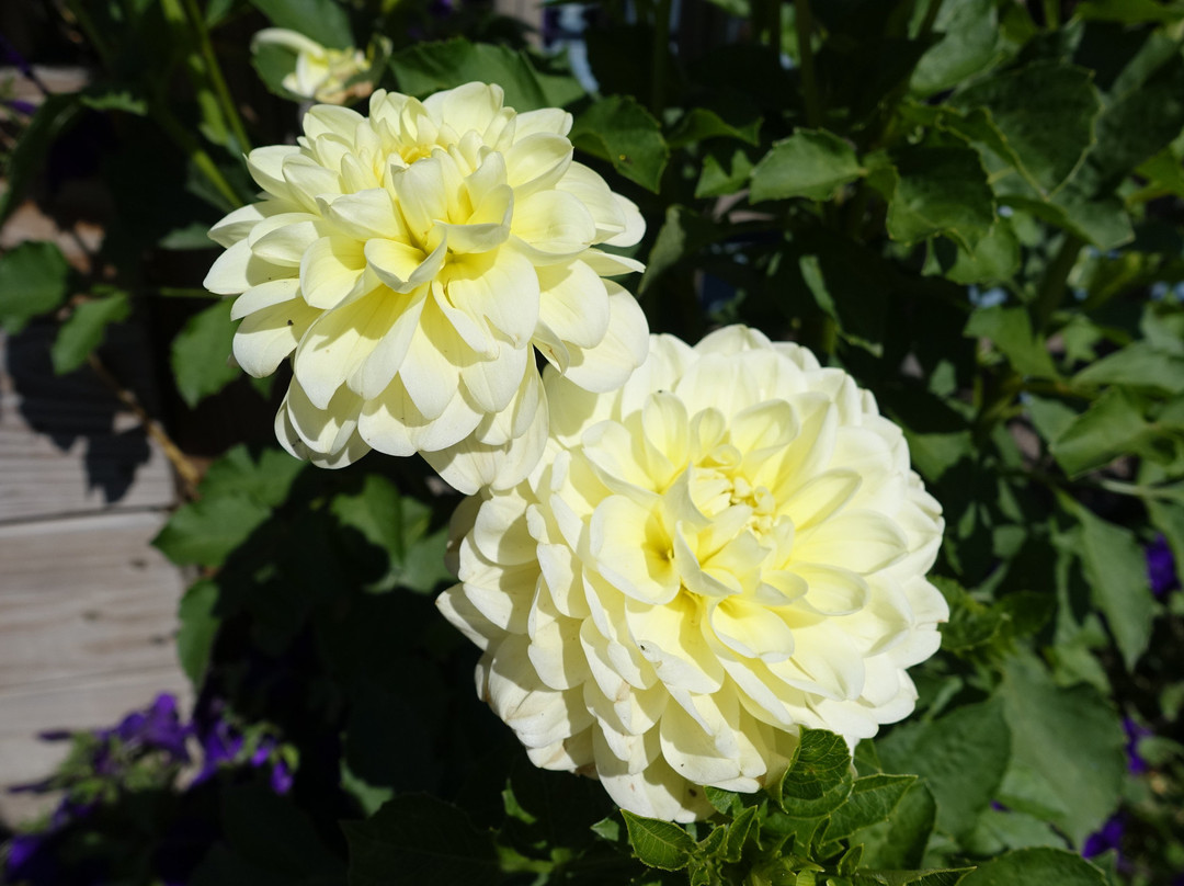 Grant Park-巴港必去景点