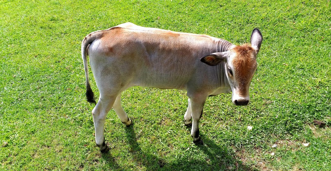 Eco Pousada Valle do Ribeira主图