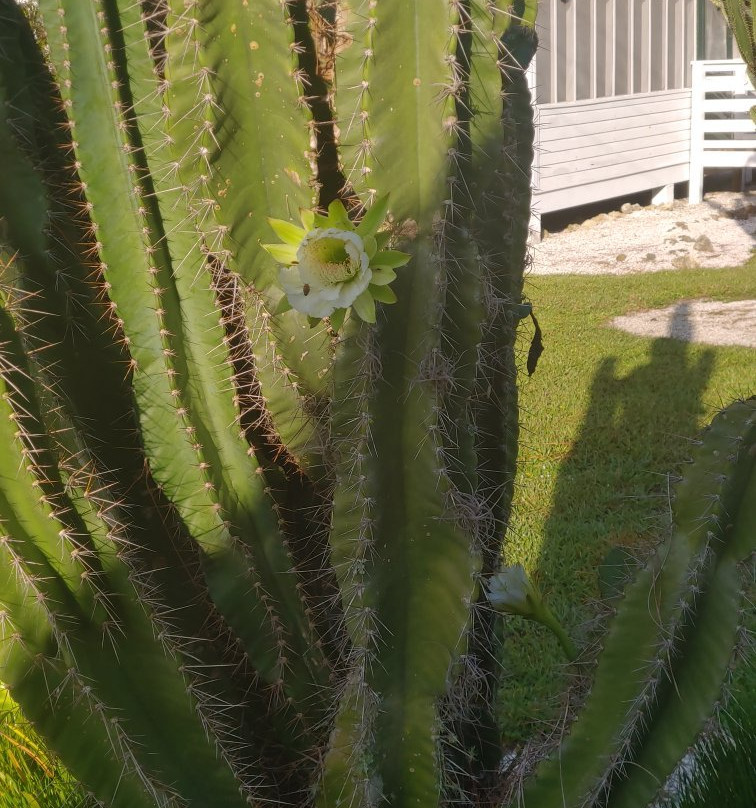 Immokalee Pioneer Museum at Roberts Ranch-Immokalee必去景点