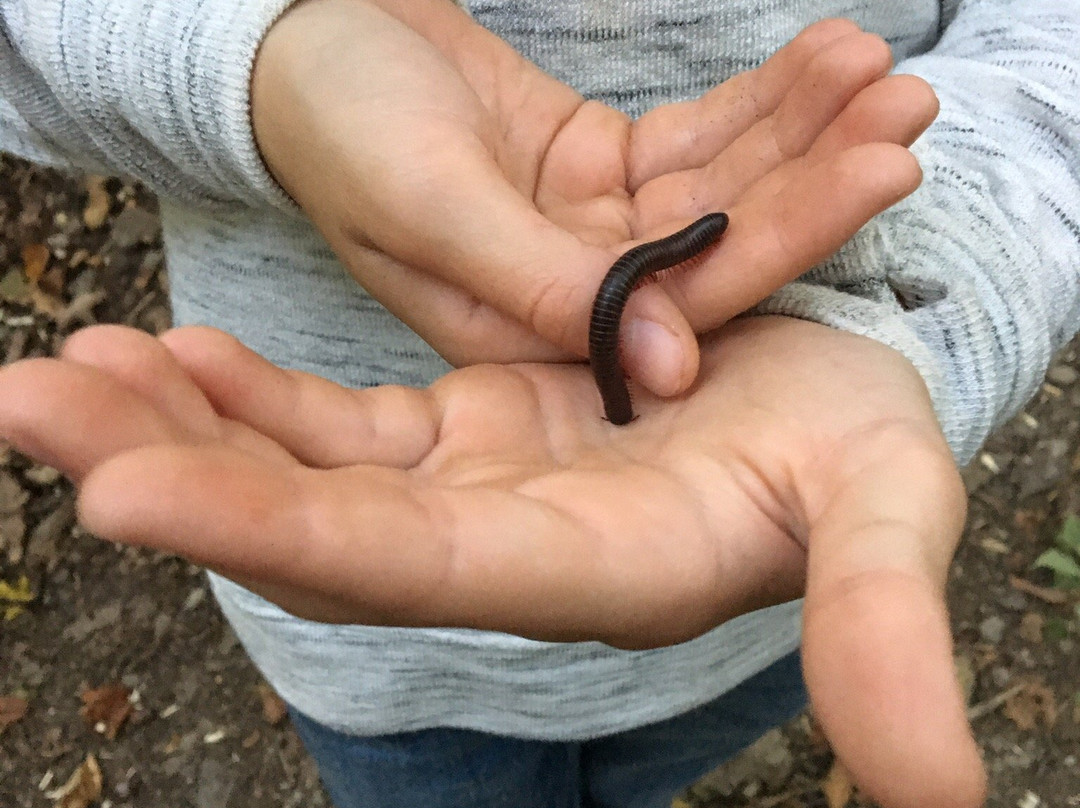 Ferncliff Forest-Rhinebeck必去景点