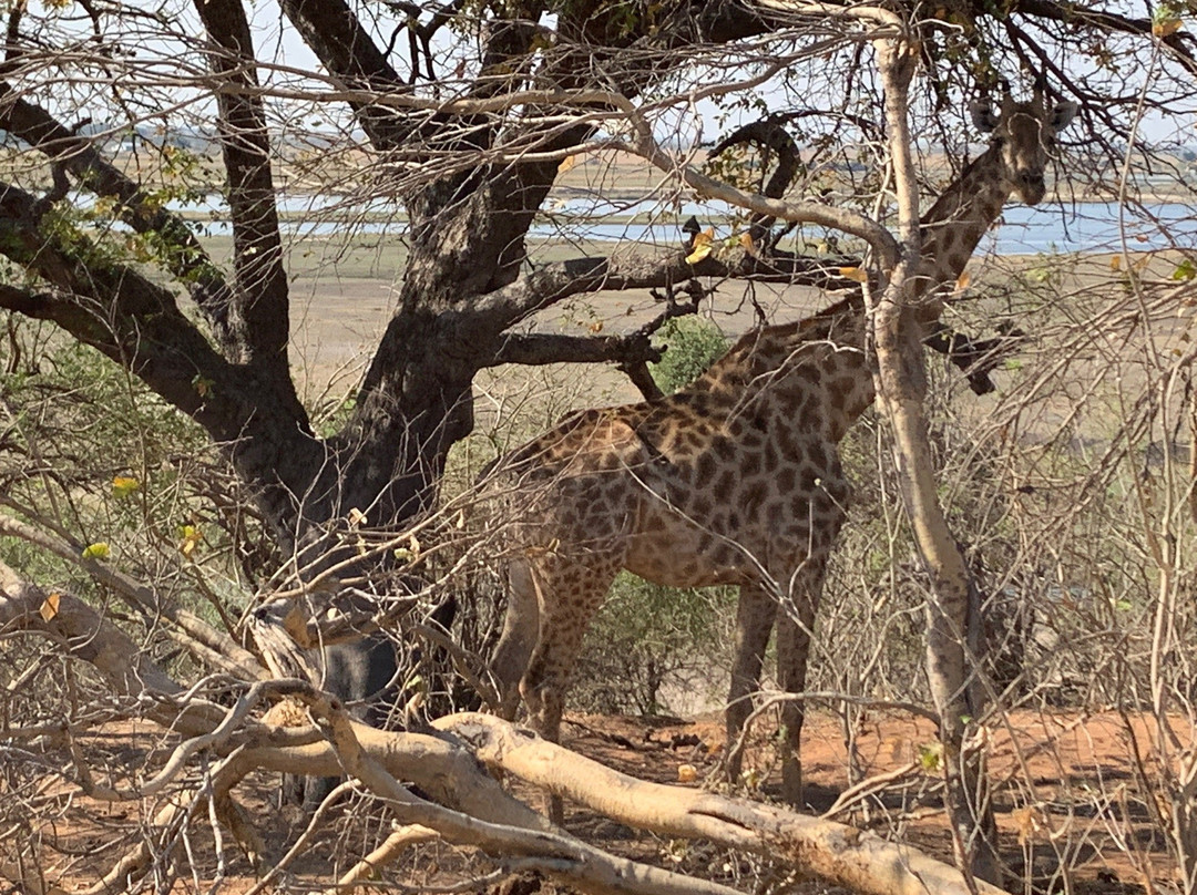 Tropical tours safaris-Chobe-卡萨尼必去景点