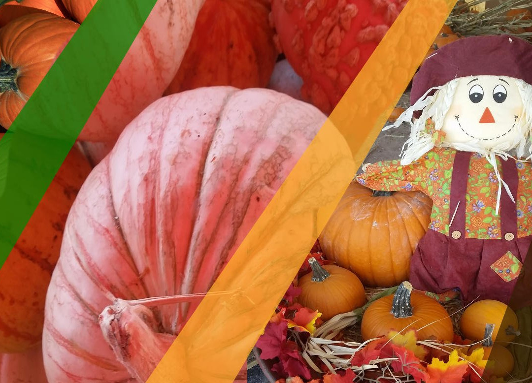 Arizona Pumpkin Patch-钱德勒必去景点