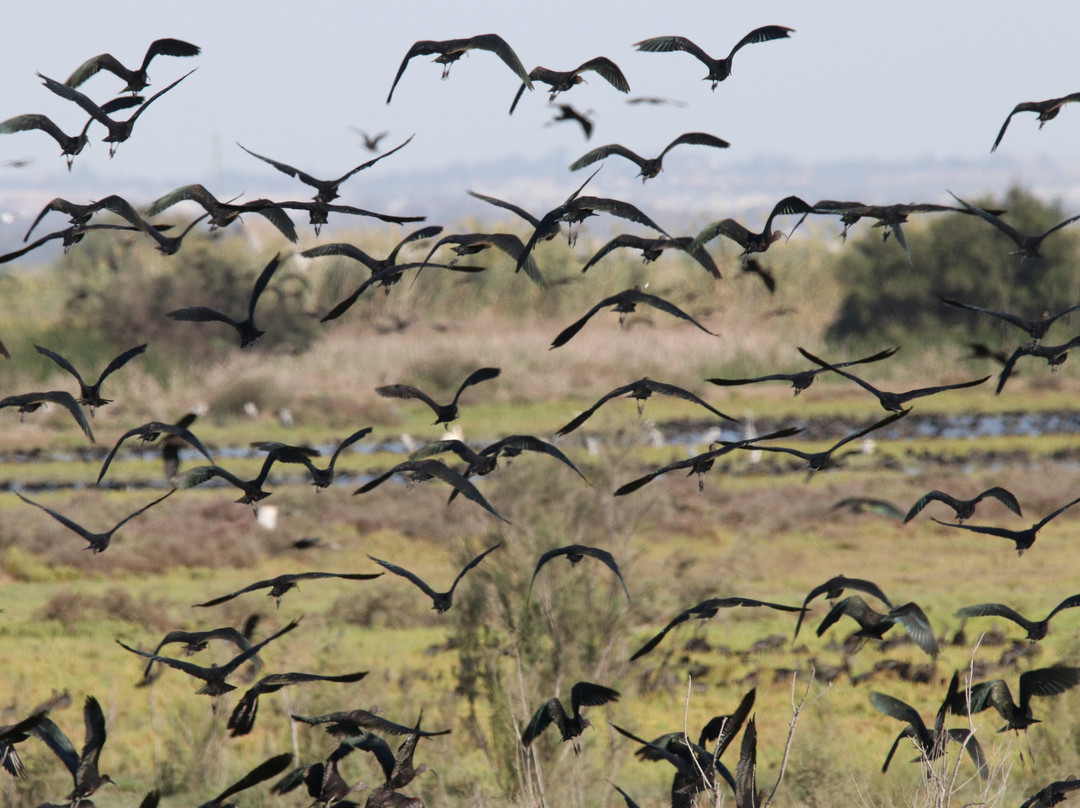 Ecotono Birding景点图片