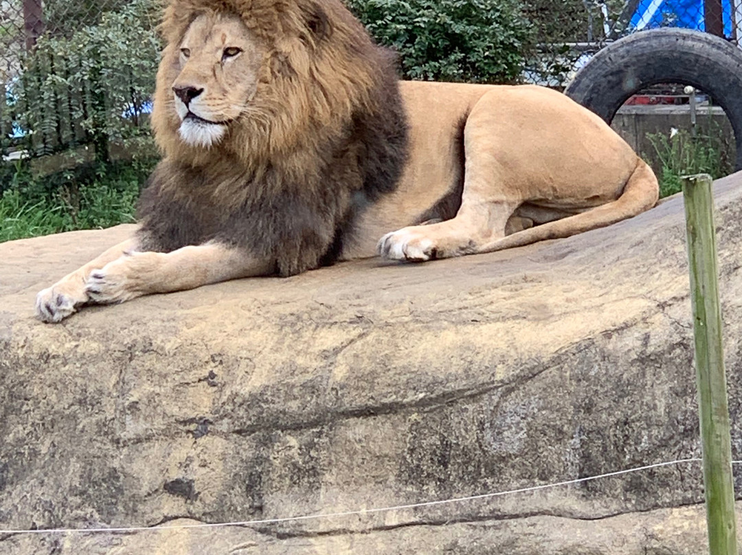 Tokushima Zoo-德岛市必去景点