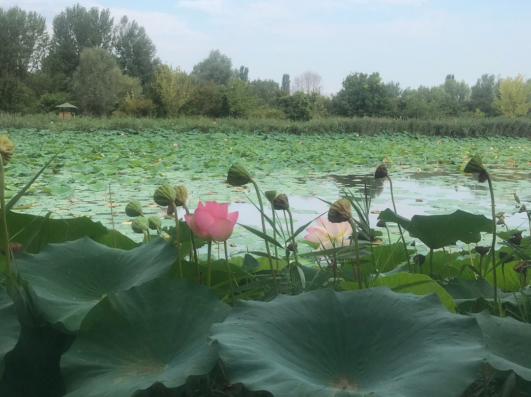 Il Parco del Loto景点图片