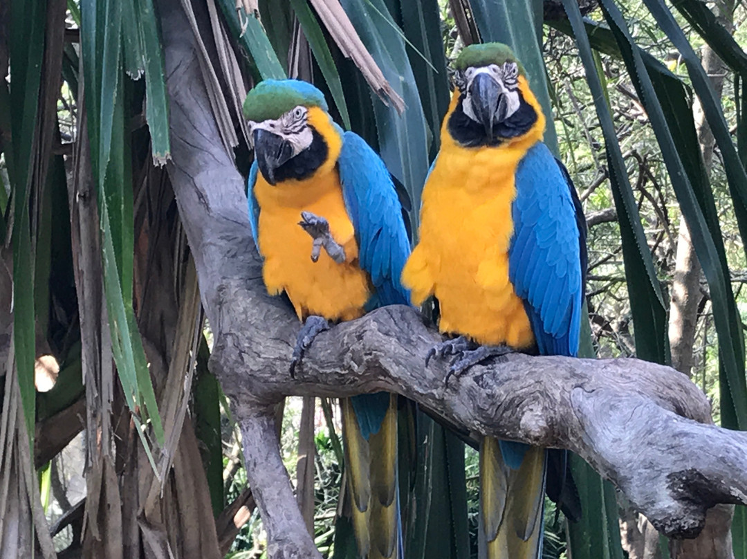 Zoológico Municipal de Fauna Sudamericana Noel Kempff Mercado-圣克鲁斯省必去景点