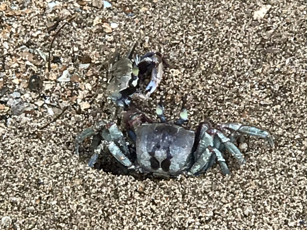 Wyllie's Beach-基拉韦厄必去景点