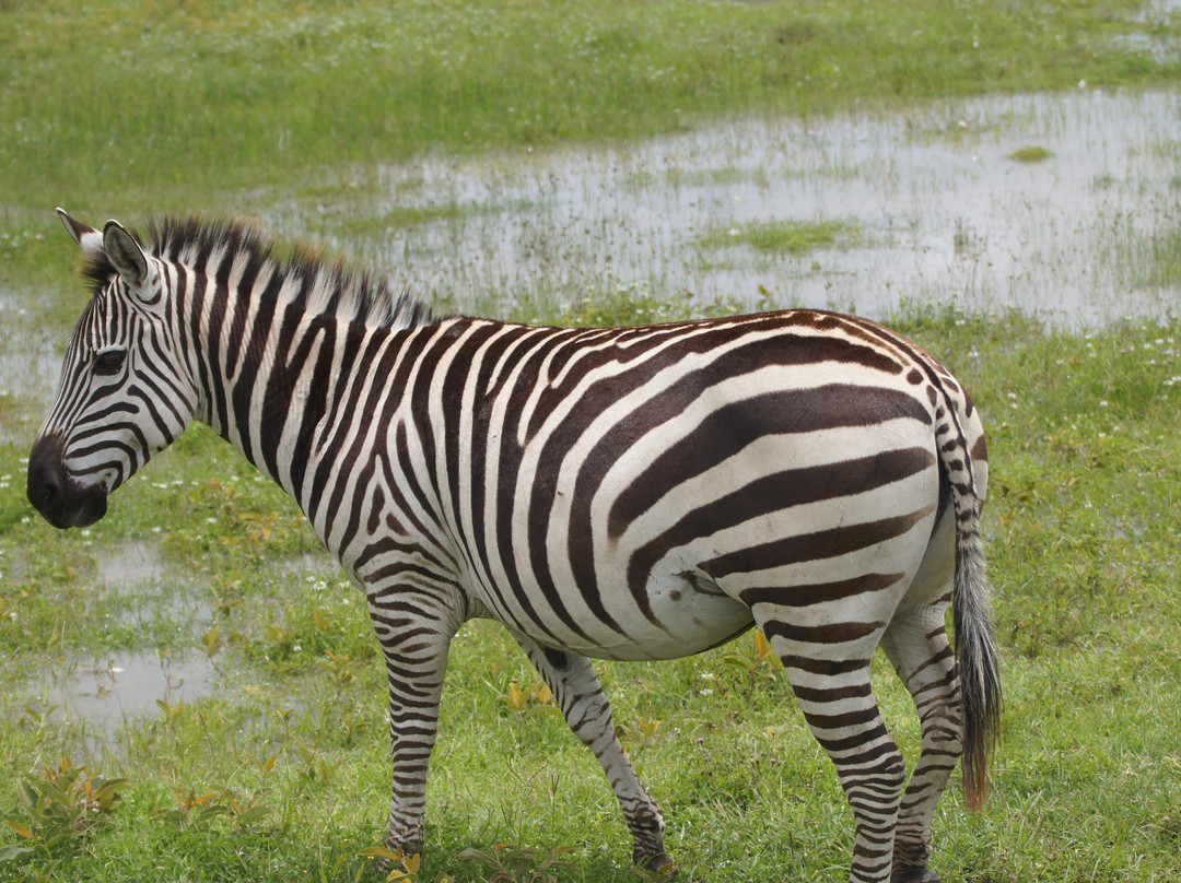 Hakuna Matata Expeditions-阿鲁沙必去景点