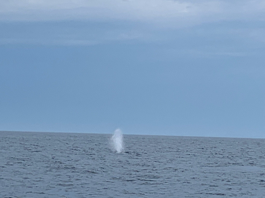 Granite State Whale Watch景点图片