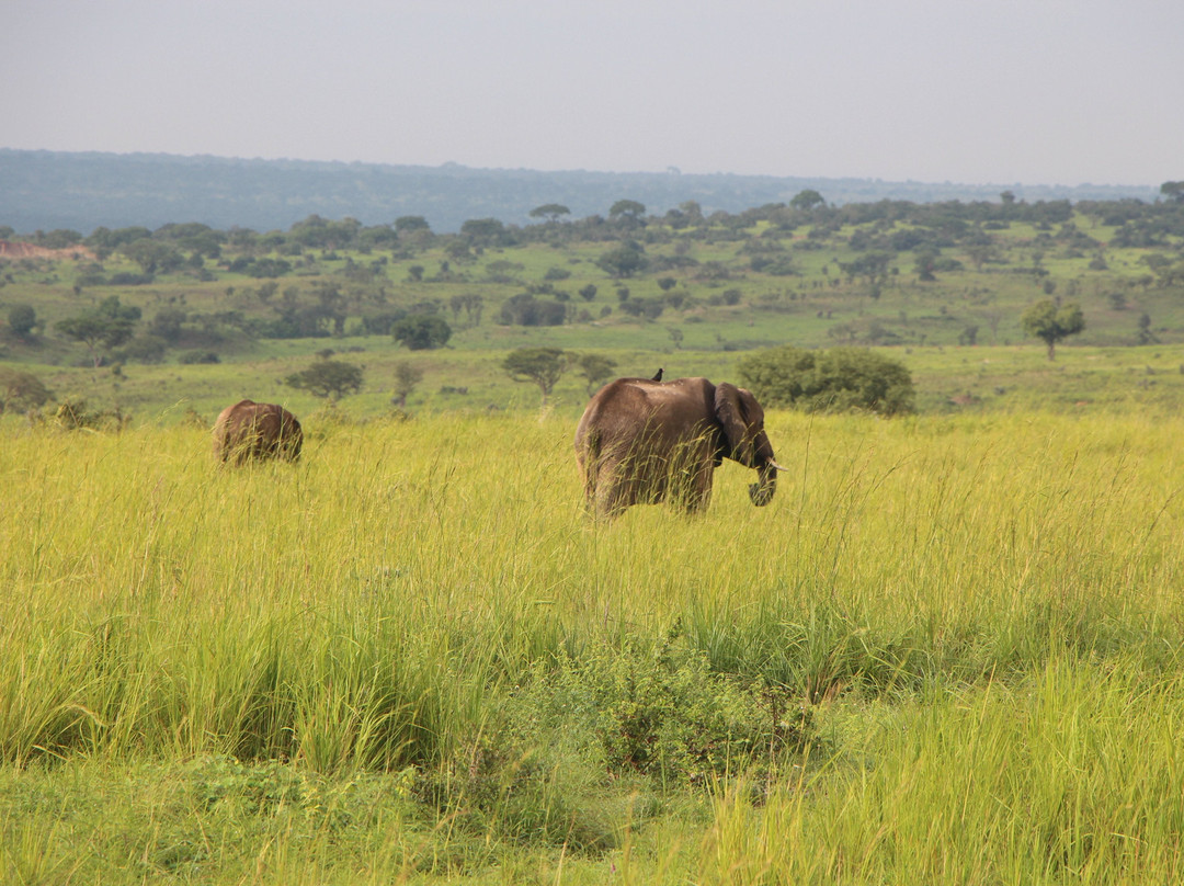 Forest Tours and Safaris-Fort Portal必去景点