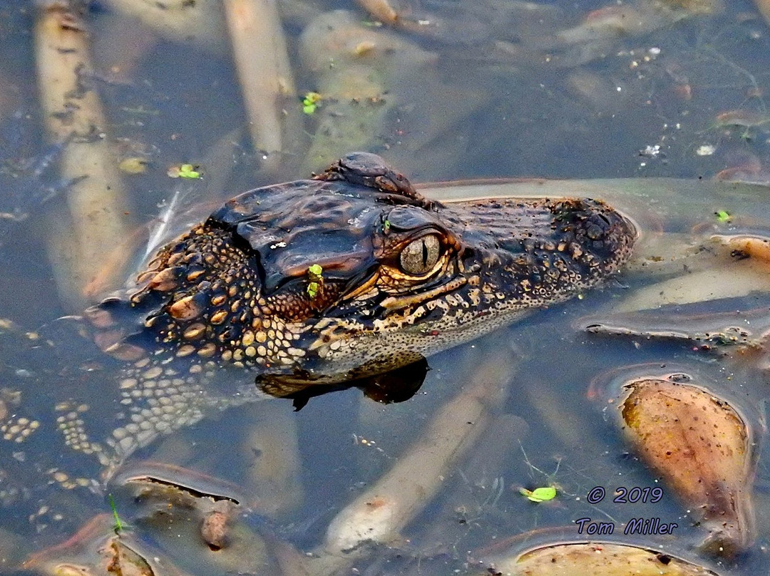 Black Bayou Lake National Wildlife Refuge景点图片