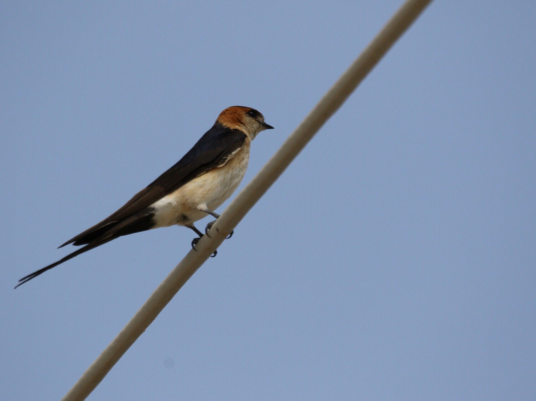 Kaligata旅游攻略图片