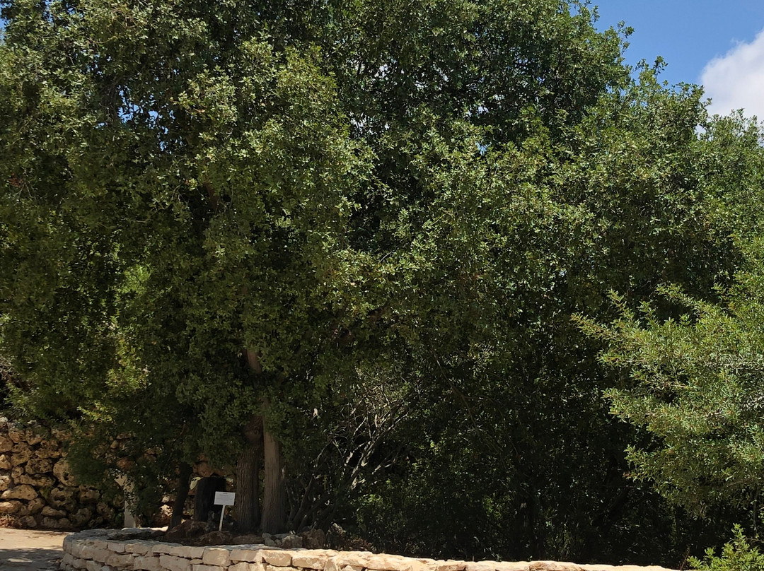 Botanical Garden-特拉维夫必去景点