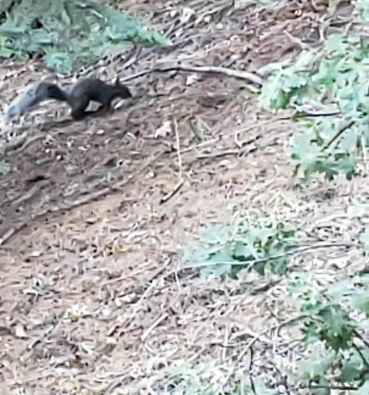 Lake Arrowhead Chalets主图