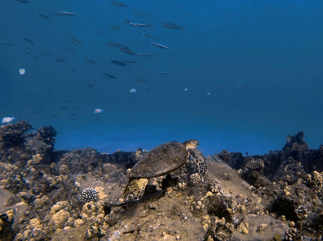 Elf's Custom Island Adventures-瓦胡岛必去景点