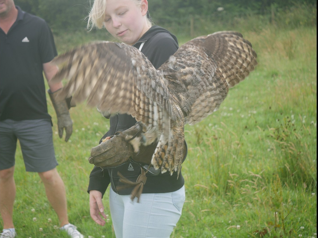 West Wales Falconry景点图片