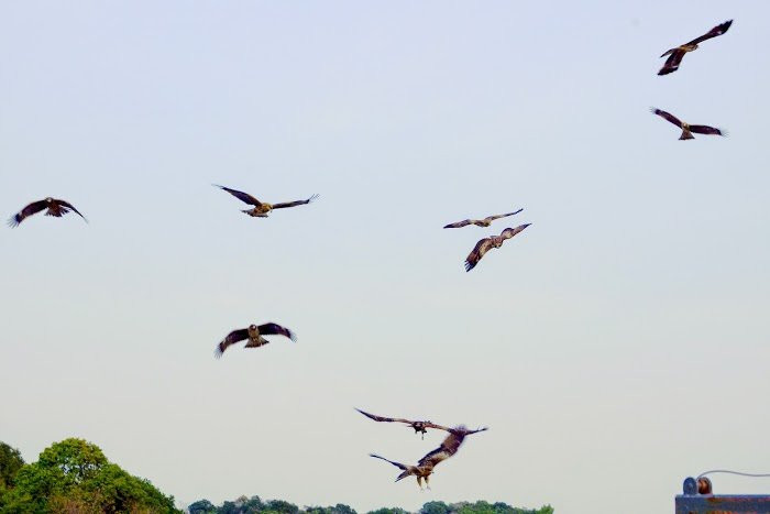 Yokonami Kuroshima Line-须崎市必去景点